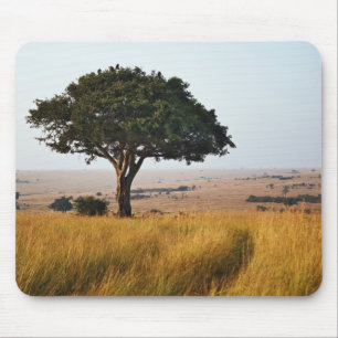 Einzelner Akazienbaum auf grasbewachsenen Ebenen, Mousepad