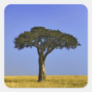Einzelner Akazienbaum auf grasbewachsenen Ebenen, Quadratischer Aufkleber