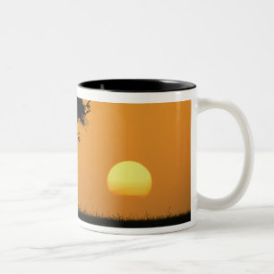 Einzelner Akazienbaum silhouettiert bei Sonnenaufg Zweifarbige Tasse