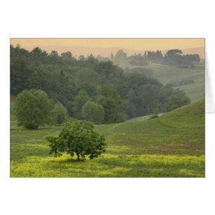 Einzelner Baum auf landwirtschaftlichem Feld, Tosk
