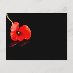 Einzelner roter Mohn auf Schwarz Postkarte