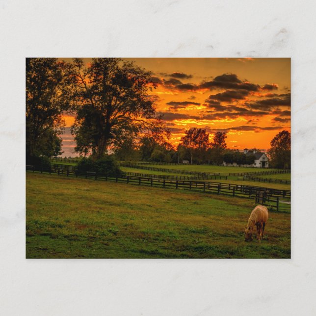 Einzelpferd bei Sonnenuntergang Postkarte (Vorderseite)