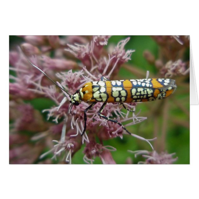 Einzelteile Ailanthus Webworm Motten-(Atteva (Vorderseite (Horizontal))