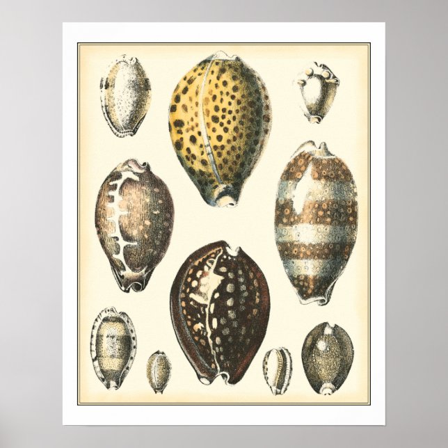 Einzigartig geformte Muscheln Poster (Vorne)