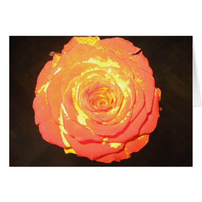 Einzigartige - eine Rose mögen nicht andere - (Vorderseite (Horizontal))
