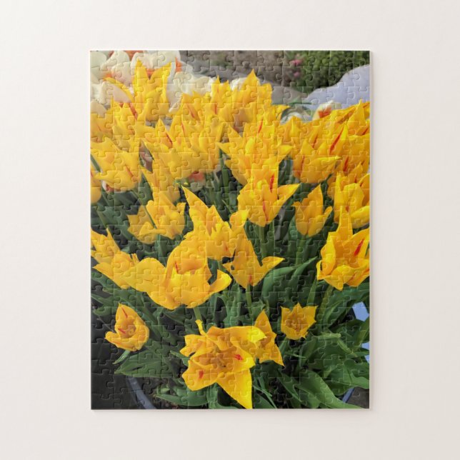 Einzigartige Gelbtulpen (Vertikal)