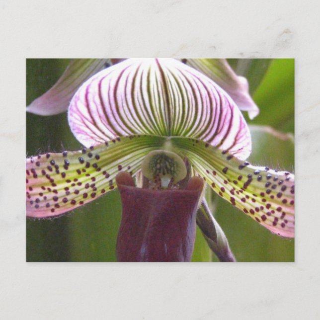 Einzigartige Orchid-Postkarte Postkarte (Vorderseite)