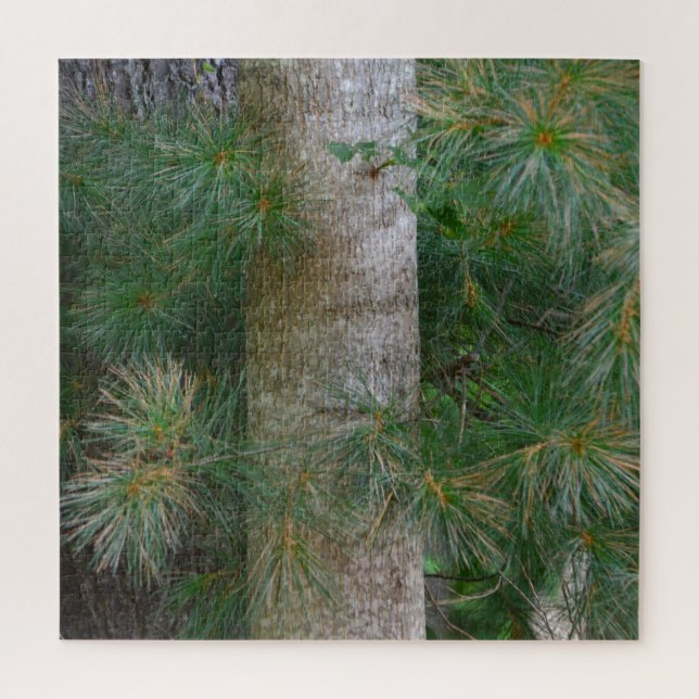 Einzigartiger Kiefernbaum (Vertikal)