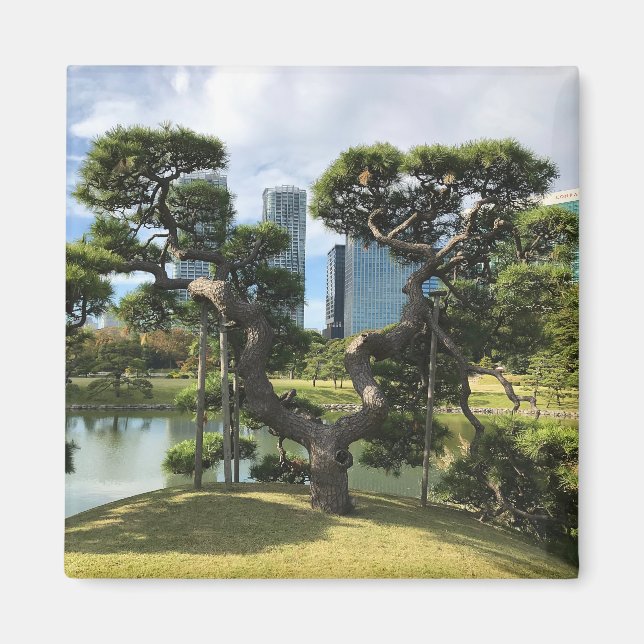 Einzigartiger Pinienbaum Magnet (Vorne)