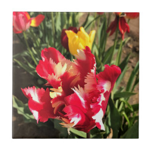 Einzigartiger Rot-Weiß-Tulip Fliese