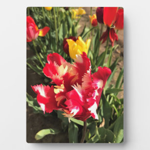 Einzigartiger Rot-Weiß-Tulip Fotoplatte