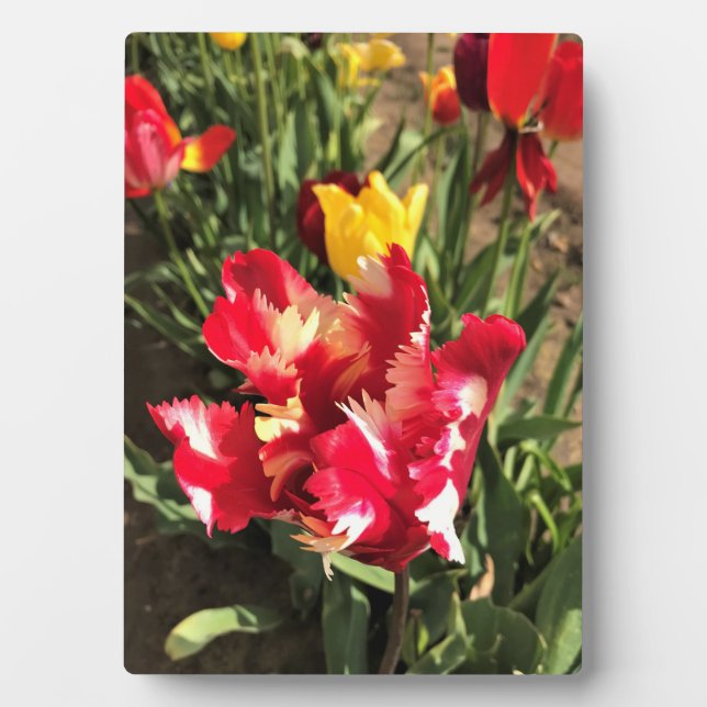 Einzigartiger Rot-Weiß-Tulip Fotoplatte (Vorderseite)