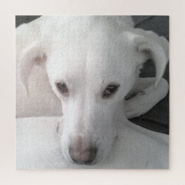 Einzigartiges Foto von White Labrador Retriever Mi