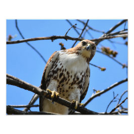 Einzigartiges Rot-Schwanz-Hawk-Foto Fotodruck