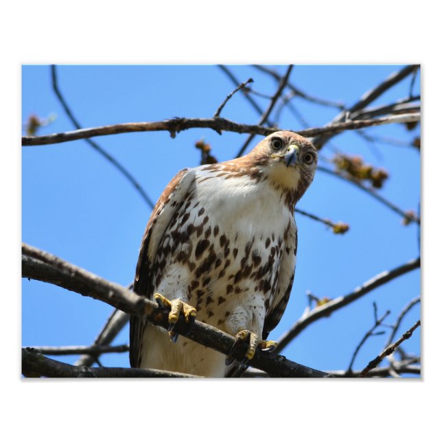Einzigartiges Rot-Schwanz-Hawk-Foto Fotodruck (Vorne)