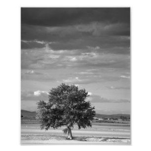 Einziger Baum, wilderes Idaho Fotodruck