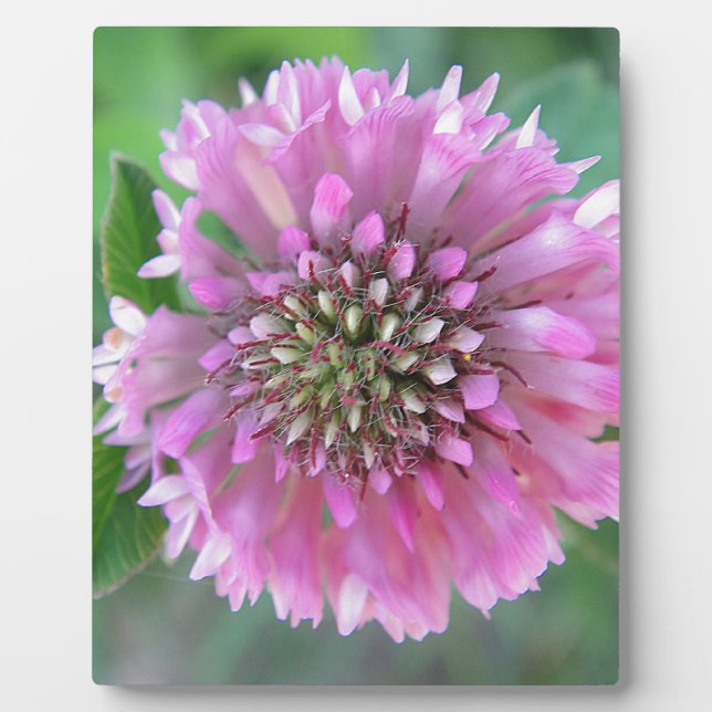 Einzigrosa Blüte Fotoplatte (Vorderseite)