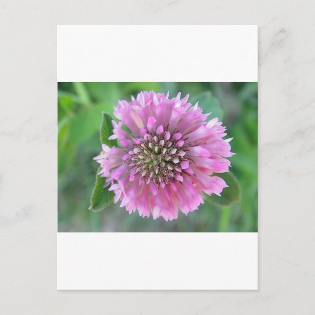 Einzigrosa Blüte Postkarte (Vorderseite)