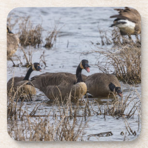 Einzug Getränkeuntersetzer