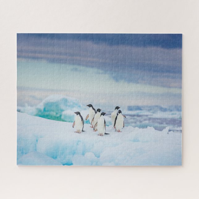 Eis und Schnee | Adelie Penguins Antarktis (Horizontal)