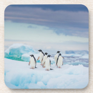 Eis und Schnee Adelie Penguins Antarktis Getränkeuntersetzer