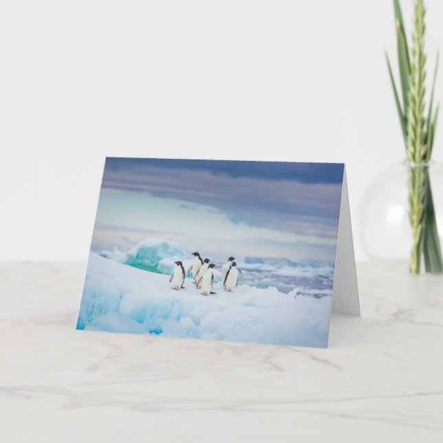 Eis und Schnee | Adelie Penguins Antarktis Karte (Vorderseite)