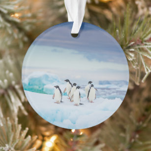 Eis und Schnee   Adelie Penguins Antarktis Ornament