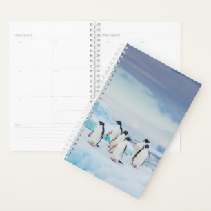 Eis und Schnee   Adelie Penguins Antarktis Planer