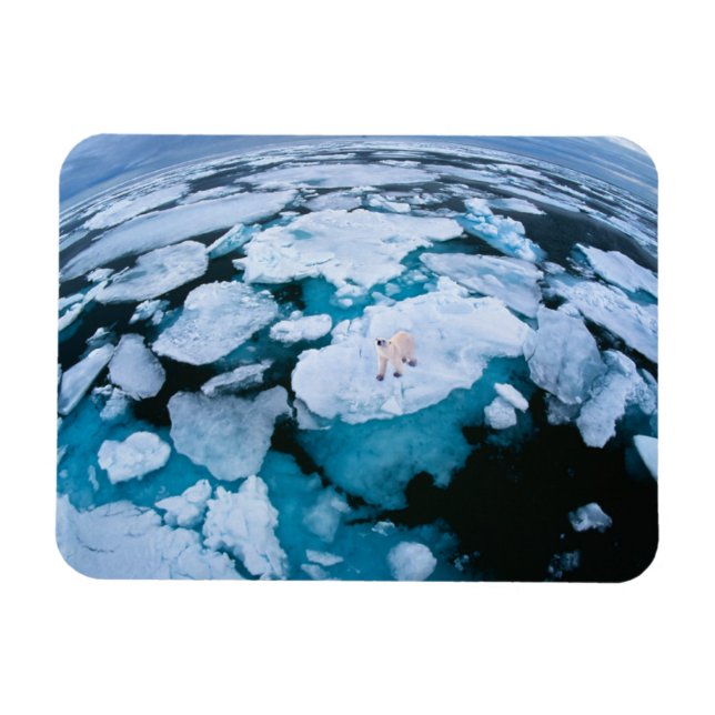 Eis und Schnee | Eisbär, arktischer Ozean, Svalbar Magnet (Horizontal)