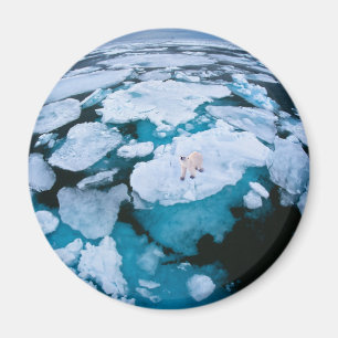 Eis und Schnee   Eisbär, arktischer Ozean, Svalbar Magnet