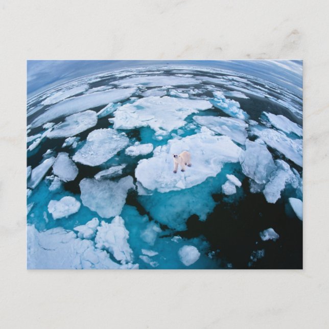 Eis und Schnee | Eisbär, arktischer Ozean, Svalbar Postkarte (Vorderseite)