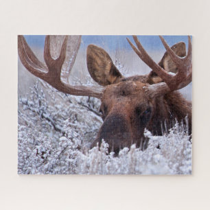 Eis und Schnee   Grand Teton National Park, Wyomin