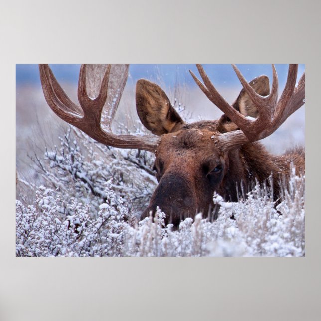 Eis und Schnee | Grand Teton National Park, Wyomin Poster (Vorne)