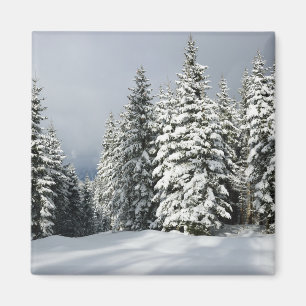 Eis und Schnee Pine Woodland, Österreich Magnet