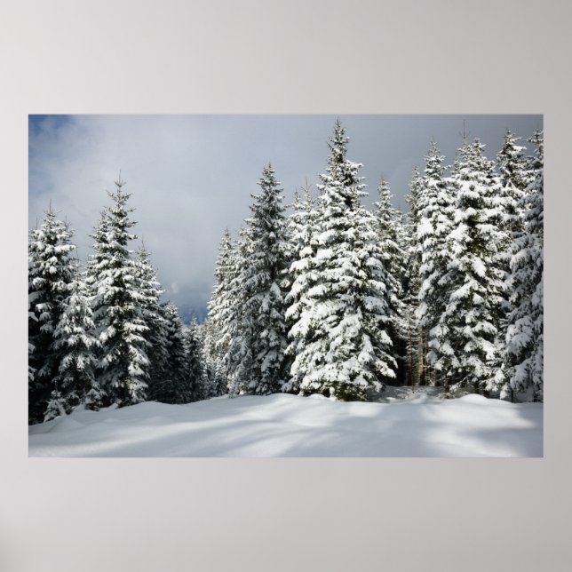 Eis und Schnee | Pine Woodland, Österreich Poster (Vorne)
