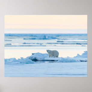 Eis und Schnee Polar Bear Iceberg Norwegen Poster