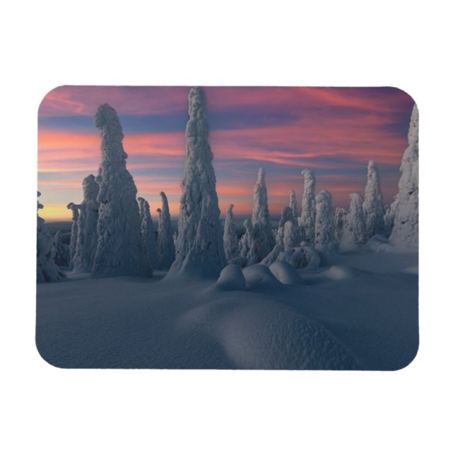 Eis und Schnee | Schneebedeckte Bäume, Lappland, F Magnet (Horizontal)