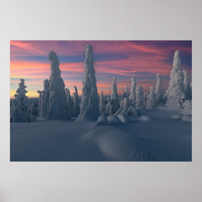 Eis und Schnee | Schneebedeckte Bäume, Lappland, F Poster (Vorne)