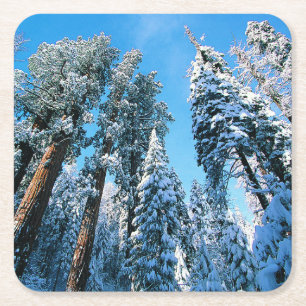 Eis und Schnee   Sequoia National Park, Kalifornie Rechteckiger Pappuntersetzer