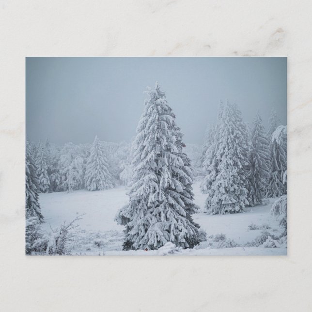 Eis und Schnee | Wald, Schweizer Alpen Postkarte (Vorderseite)