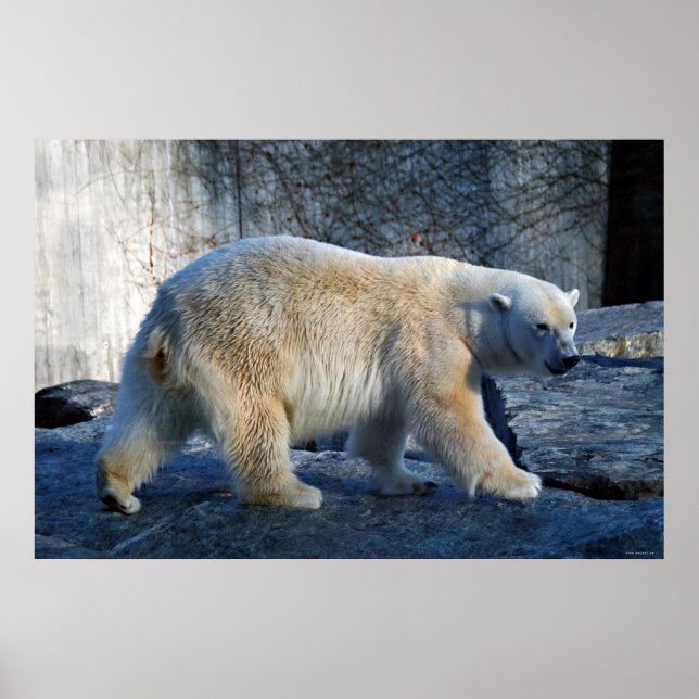 Eisbaer Poster (Vorne)