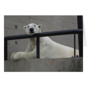 Eisbär