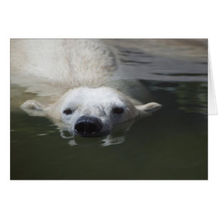 Eisbär