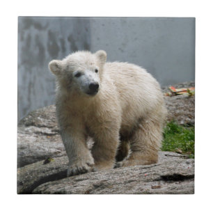Eisbär 010 fliese