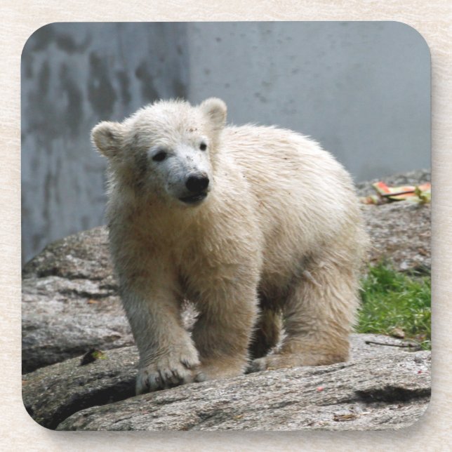 Eisbär 010 getränkeuntersetzer (Vorderseite)