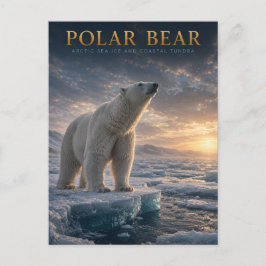 Eisbär Arktis Meereis TIERE Postkarte