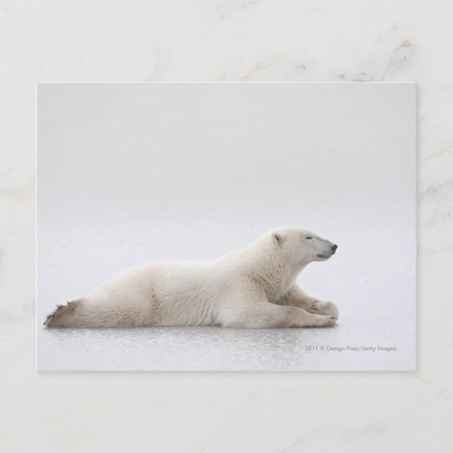Eisbär auf einem Eissee Postkarte (Vorderseite)
