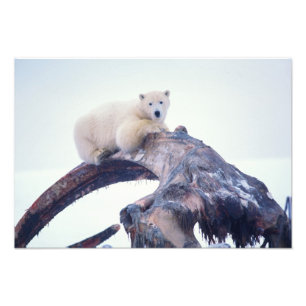 Eisbär auf einem Oberkieferknochen eines Grönlandw Fotodruck