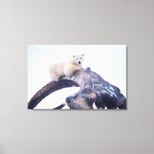 Eisbär auf einem Oberkieferknochen eines Grönlandw Leinwanddruck
