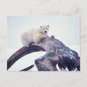 Eisbär auf einem Oberkieferknochen eines Grönlandw Postkarte